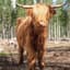 EMOCOW
