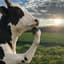ThingkingCow