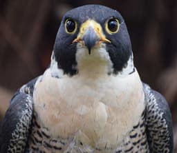 RisingFalcon