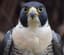 RisingFalcon