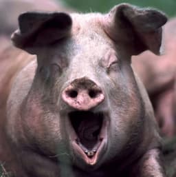 thecryptohog