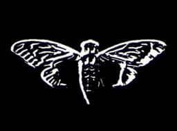 Xxcicada