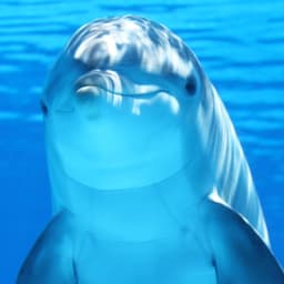 dolphinsplash