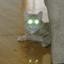 Deathcatt