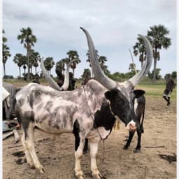Bullwakanda