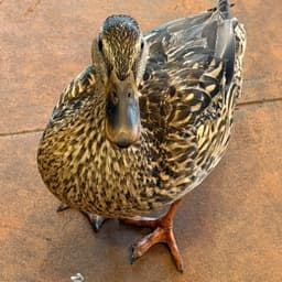 Quackerton